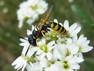 Philanthus triangulum