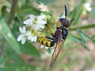 Philanthus triangulum