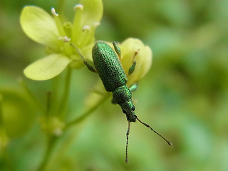 Phyllobius arborator