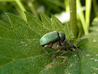 Phyllobius pomaceus