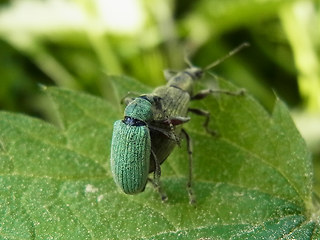 Phyllobius pomaceus