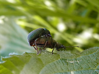 Phyllobius pomaceus