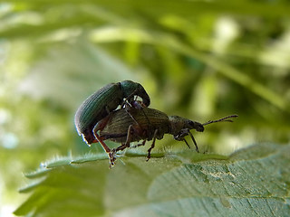 Phyllobius pomaceus