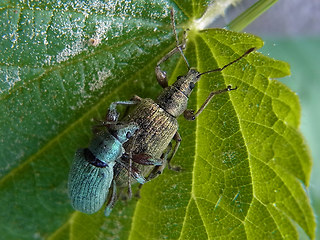 Phyllobius pomaceus