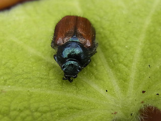 Phyllopertha horticola