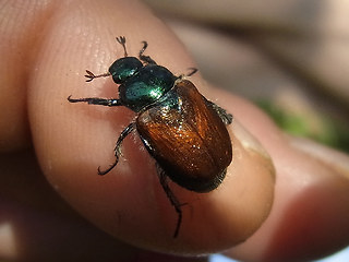 Phyllopertha horticola