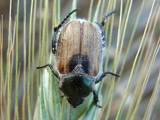 Phyllopertha horticola