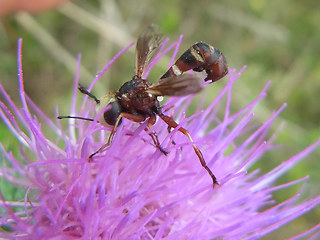 Physocephala vittata