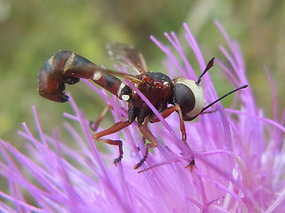 Physocephala vittata