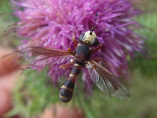 Physocephala vittata