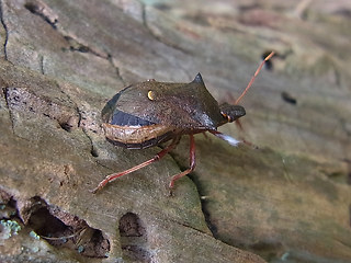 Picromerus bidens