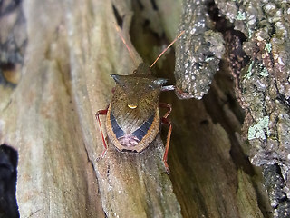 Picromerus bidens