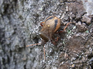 Picromerus bidens