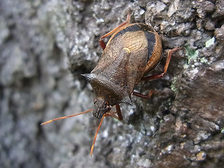 Picromerus bidens