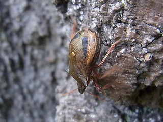 Picromerus bidens