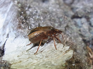 Picromerus bidens