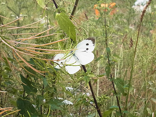 Pieris brassicae