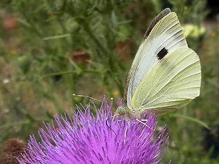 Pieris brassicae