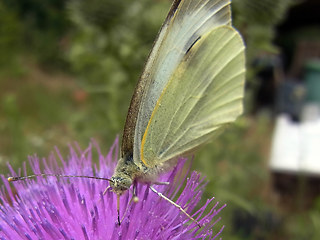 Pieris brassicae