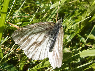 Pieris bryoniae