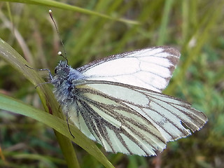 Pieris bryoniae