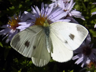 Pieris mannii