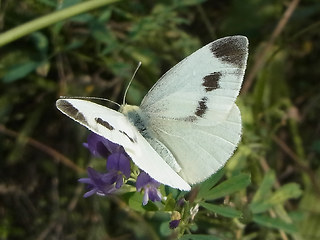 Pieris mannii