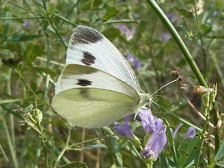 Pieris mannii