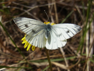 Pieris napi