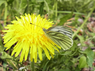 Pieris napi