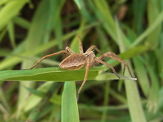 Pisaura mirabilis