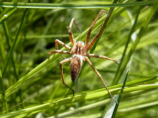 Pisaura mirabilis