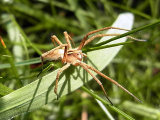 Pisaura mirabilis