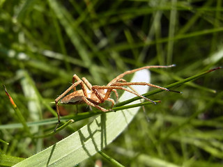 Pisaura mirabilis