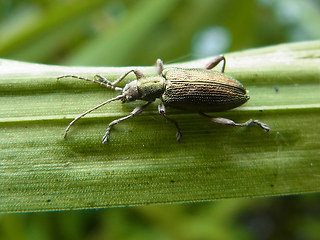 Plateumaris sericea