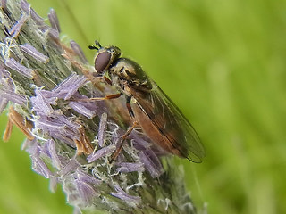 Platycheirus sp.