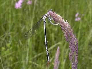 Platycnemis pennipes