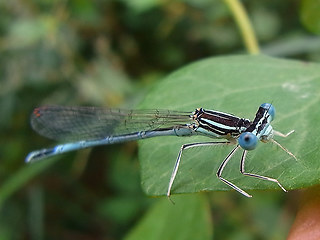 Platycnemis pennipes