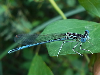 Platycnemis pennipes