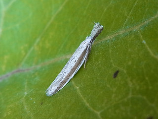 Pleurota bicostella