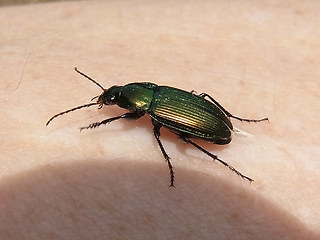 Poecilus cupreus