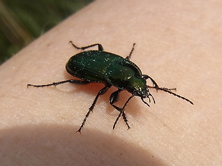 Poecilus cupreus