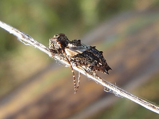 Pogonocherus chispidus