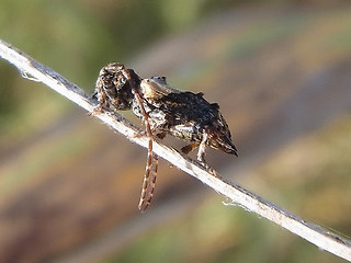 Pogonocherus chispidus