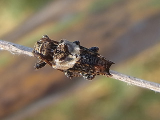 Pogonocherus chispidus