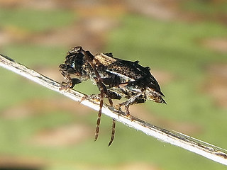 Pogonocherus chispidus