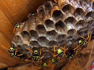 Polistes dominula