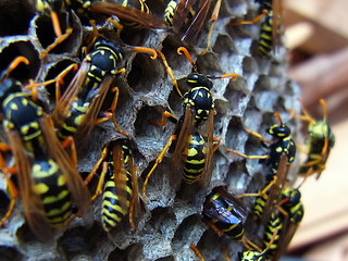 Polistes dominula