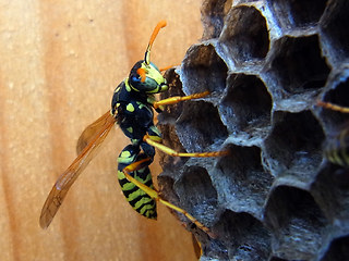 Polistes dominula