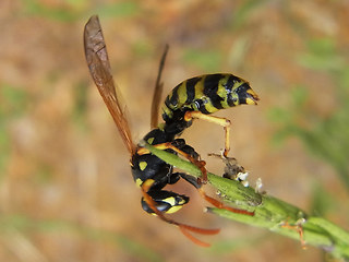 Polistes dominula